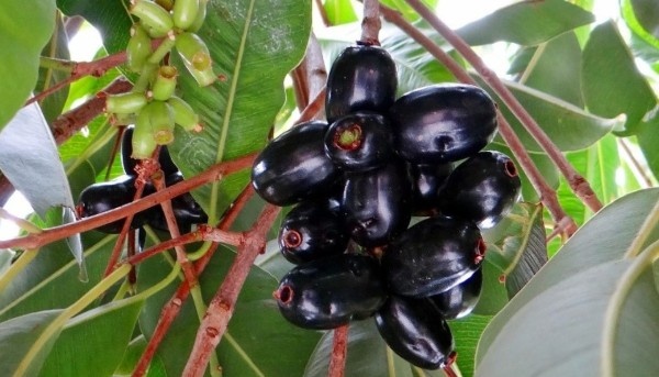 Jamun 