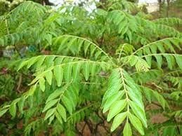 Kadi Patta